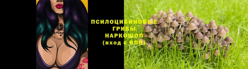 Псилоцибиновые грибы Psilocybine cubensis  хочу   Красногорск 